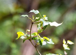 026 - petite camargue